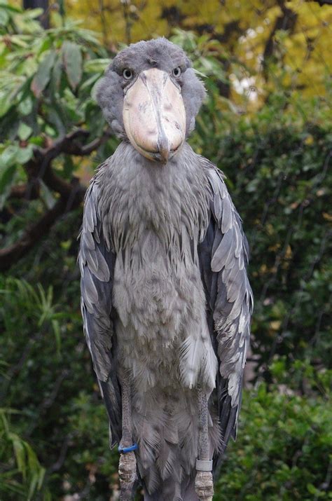 shoe billed st9rk fake birds|is the shoebill stork real.